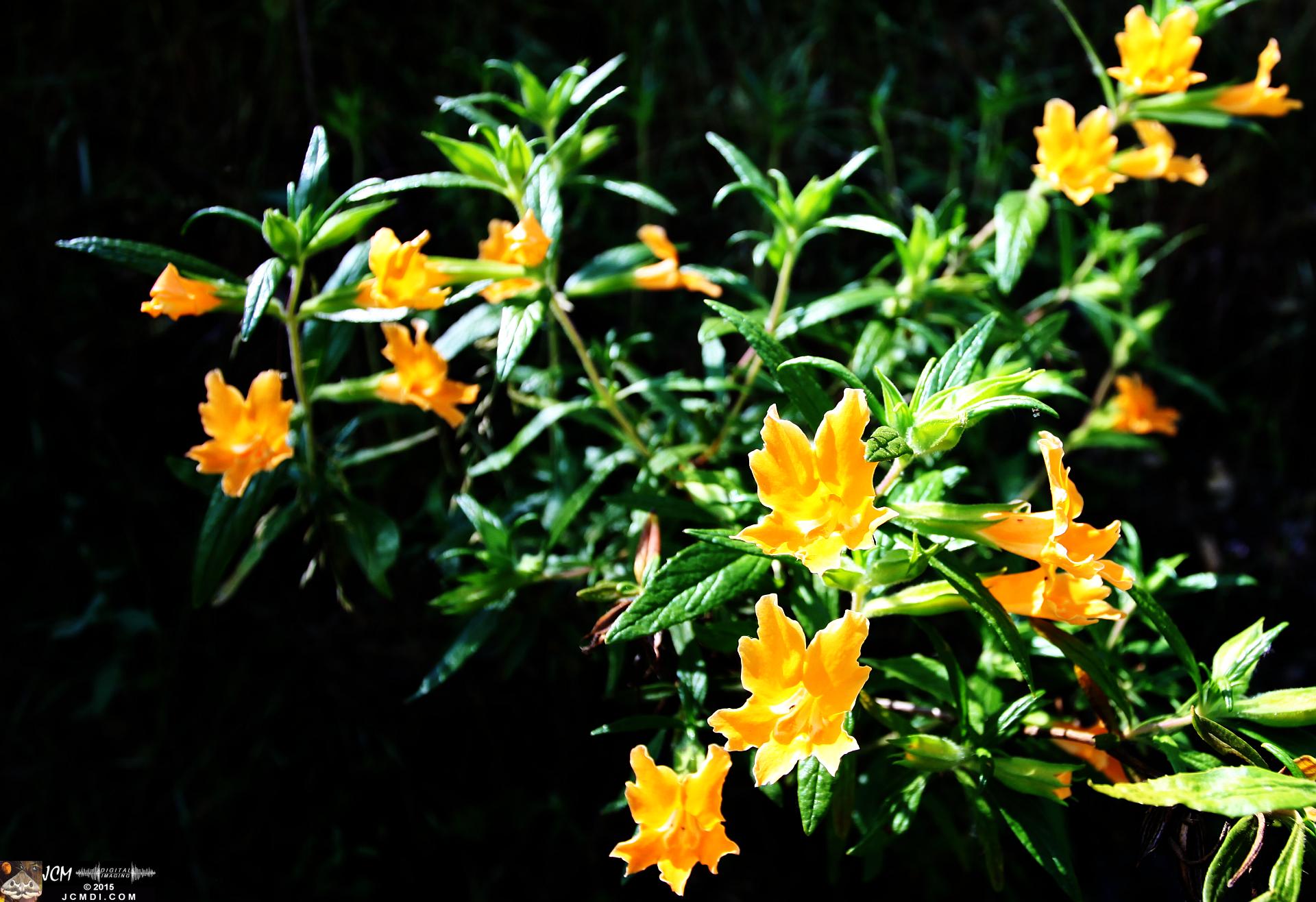 Whitney Canyon Hike monkeyflower